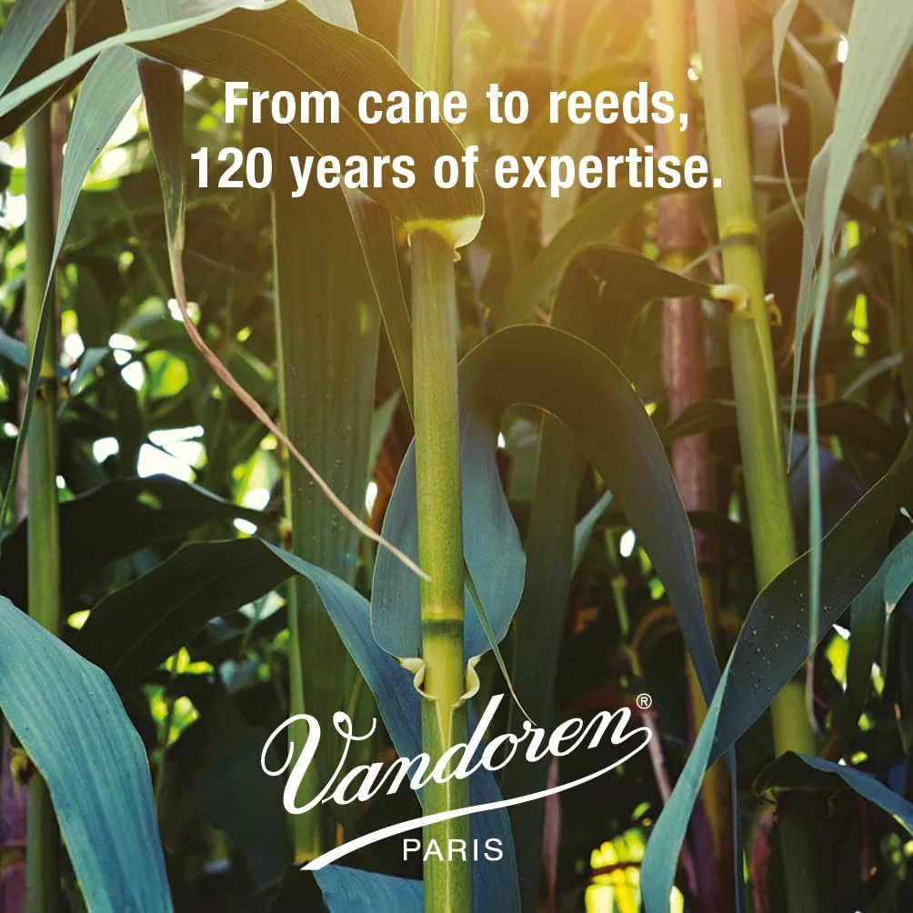 Juno Cañas para clarinete bajo 2,5 Juno (25 cajas)