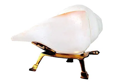 Loud and Big Vamavarti Caracolas Shell White Soplando Shankh con soporte de latón