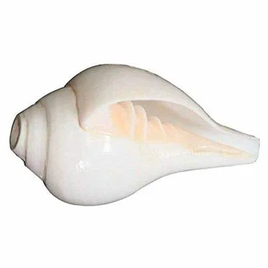 Puja blanca soplando Shankh Concha Concha Hindú Religión Pooja Uso 5.5 pulgadas